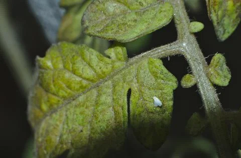 Tomato plant leaf, infested with whitefly Aleyrodidae Foto stock