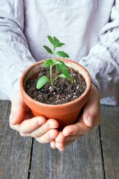 Tomato plant Stock Photos
