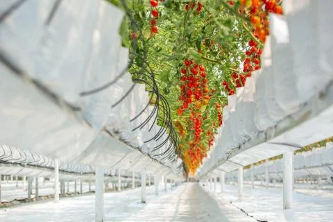 Tomato plant Stock Photos