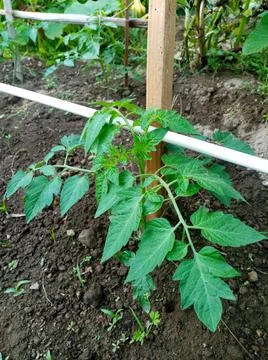 Tomato plant Stock Photos