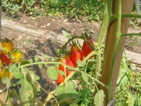 Tomato plant Stock Photos