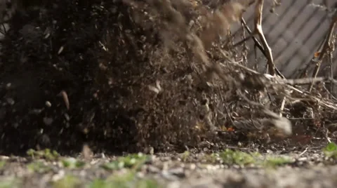 Tomato plant pull out slow motion Video stock 36479808