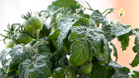 Tomato plant in rain Stock Footage 231995383