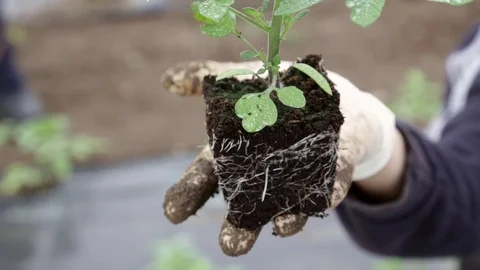 Tomato plant root in rootball held in hand Stock Footage 76182100