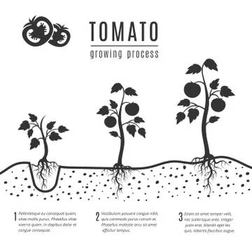 Tomato plant with roots vector growing stages Stock Illustration