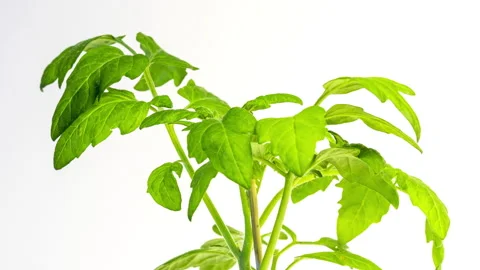 Tomato plant time lapse Video stock 137358000