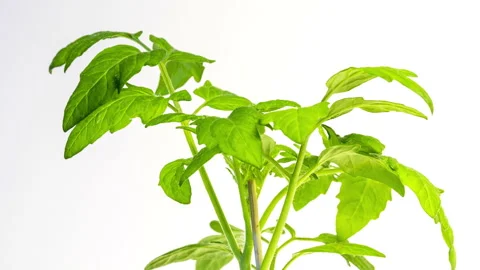 Tomato plant time lapse Видео 137358233