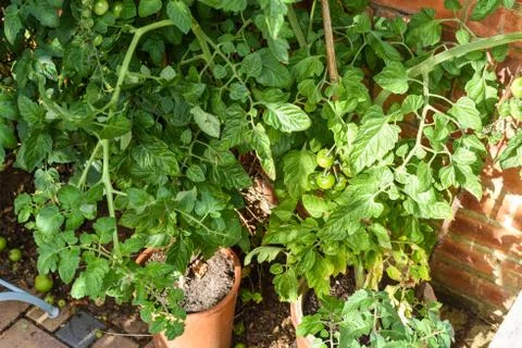 Tomato plant in a vegetable plot in a home grown garden Stock Photos