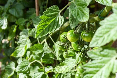 Tomato plant in a vegetable plot in a home grown garden Stock Photos