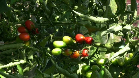 Tomato plant vertical Stock Footage 495038