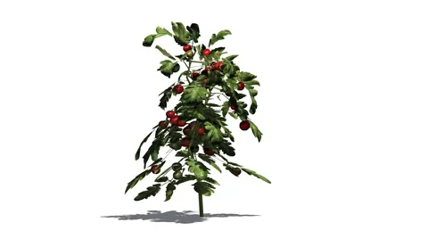 Tomato plant in wind 5 Video stock 48411424