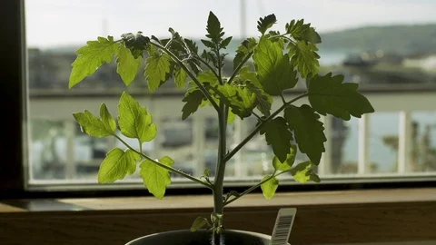 Tomato Plant in Window Stock Footage 128472451