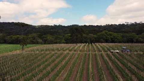 Tomato Plantation 1 動画素材 193598609