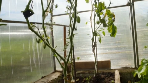 Tomato planted in a greenhouse 스톡 동영상 81338097