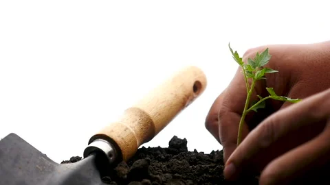 Tomato planting isolate on white background Stock Footage 130606436