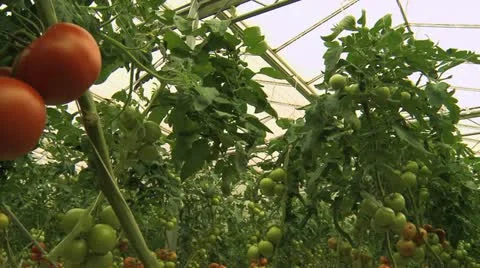 Tomato plants 1 Stock Footage 21370106