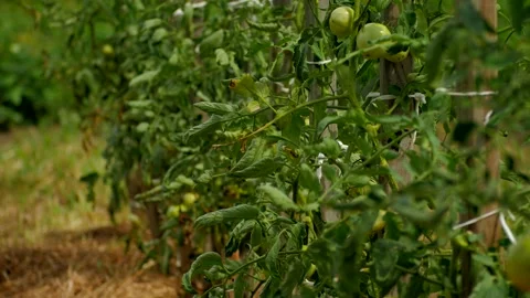 Tomato Plants 1 스톡 동영상 137329922