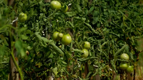 Tomato Plants 2 스톡 동영상 137329383