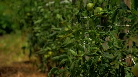 Tomato Plants 3 스톡 동영상 137329840