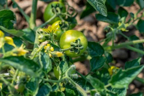 Tomato plants are regular leaf varieties with small, serrated leaves Stock Photos