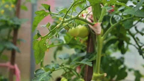 Tomato plants are shown growing in a greenhouse, with some plants supported by Видео 344671073