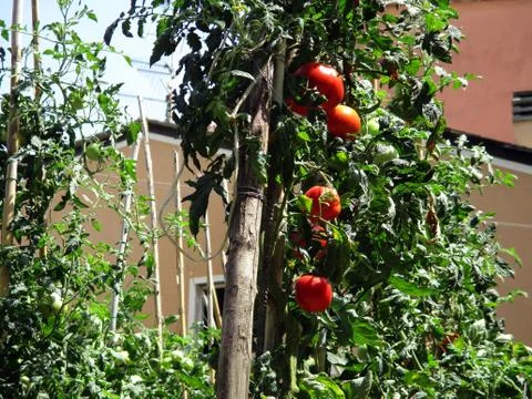 Tomato plants b Foto stock