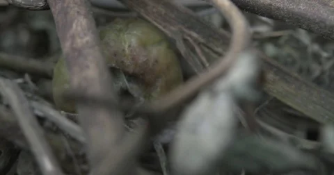 Tomato plants with blight needing to be burned to get rid of the disease Stock Footage 81313267