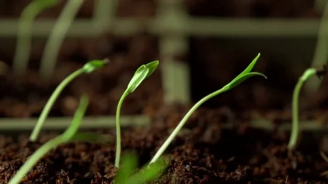 Tomato plants close 스톡 동영상 73044918