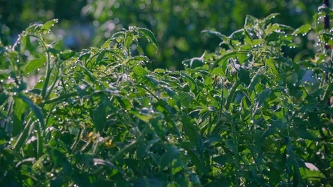 Tomato Plants CloseUp 4K Stock Footage 119892501