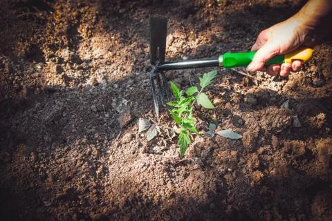 Tomato plants evolve in the ground. Stock Photos