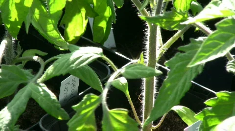 Tomato plants Video stock 386543