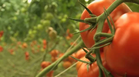 Tomato plants Stock Footage 21371296