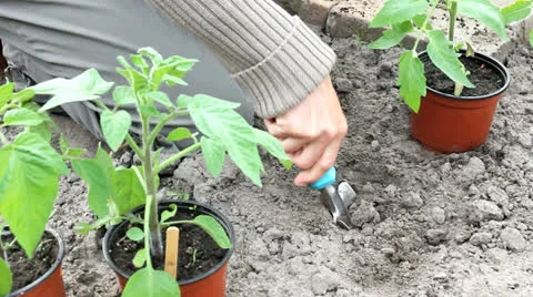 Tomato plants Stock Footage 23227072