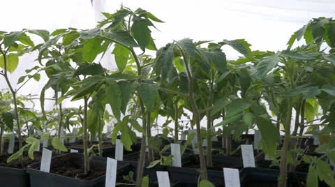 Tomato plants Stock Footage 24617802
