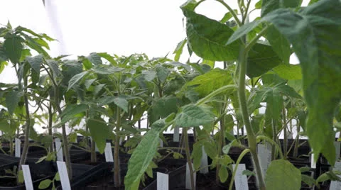 Tomato plants Stock Footage 24618066