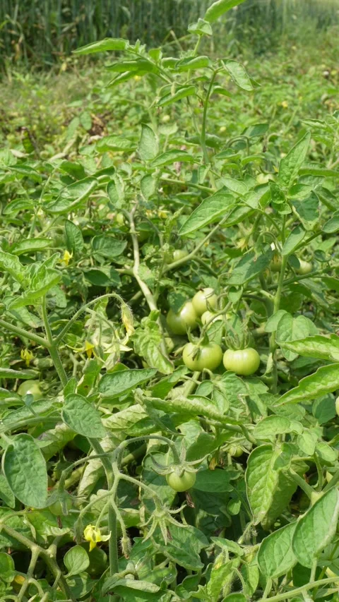 Tomato plants 스톡 동영상 332589785