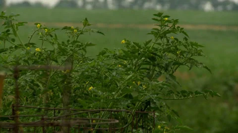 Tomato plants in garden Stock Footage 35491058