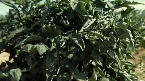 Tomato plants with green fruit in field Stock Footage 311530318
