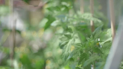 Tomato plants in greenhouse, focus pull to front Stock Footage 86740268