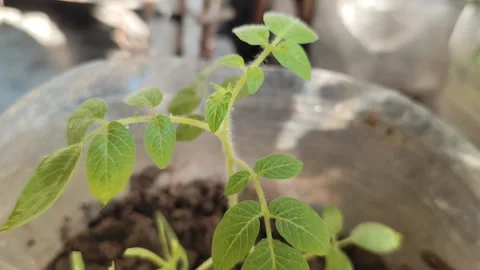 Tomato plants grow Stock Footage 278702885