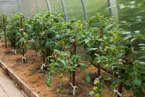 Tomato plants grow in rows inside a greenhouse, with green foliage and Stock Photos
