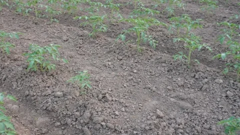 Tomato plants growing in a field 스톡 동영상 332556612