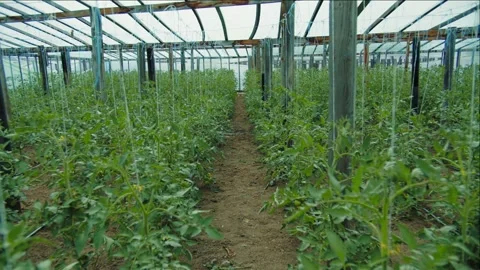 Tomato plants growing inside modern greenhouse Stock Footage 313666157