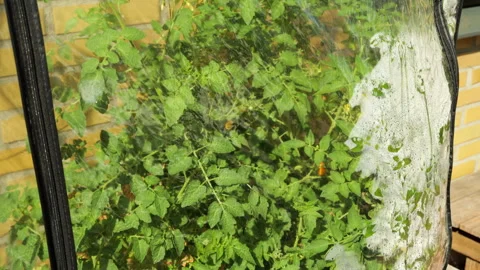 Tomato plants growing inside a small greenhouse 库存影片 343868870