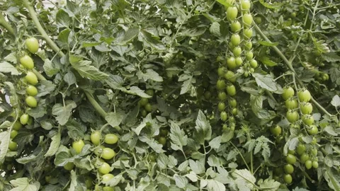 Tomato plants growing in a large scale greenhouse under controlled conditions 스톡 동영상 152558127