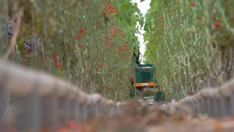 Tomato Plants Growing in Rows Inside Commercial Greenhouse Stock-Footage 346169731
