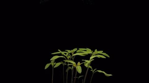 Tomato plants growing timelapse Видео 85105674