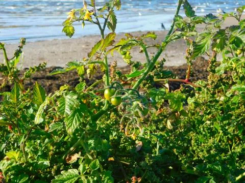 Tomato plants growing wild on the beach at the seashore Stock Photos