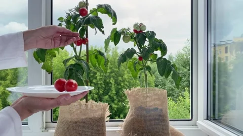 Tomato plants growing on windowsill. Stock Footage 160617257