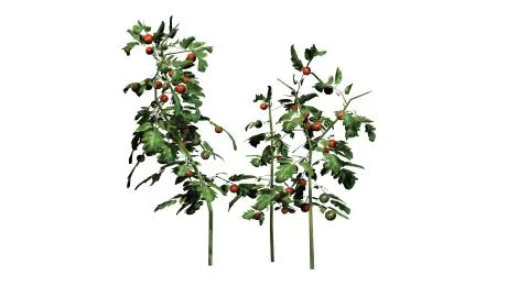 Tomato plants - isolated on white background Stock Illustration